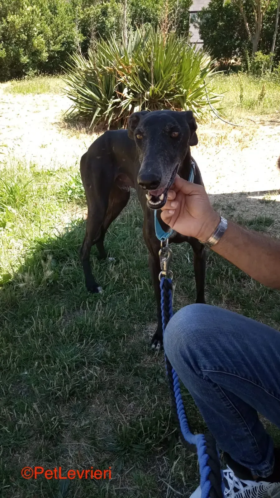 Garret adozione levrieri galgo 2jpg