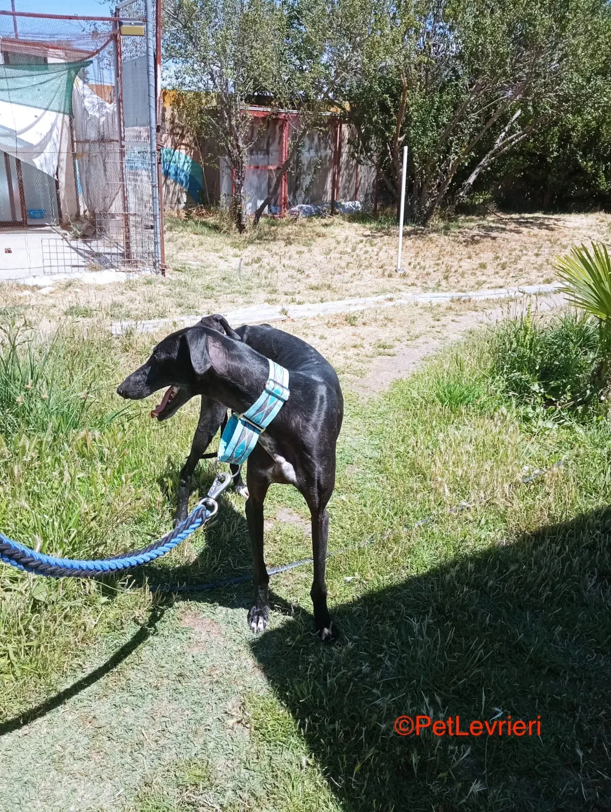 Garret adozione levrieri galgo 4