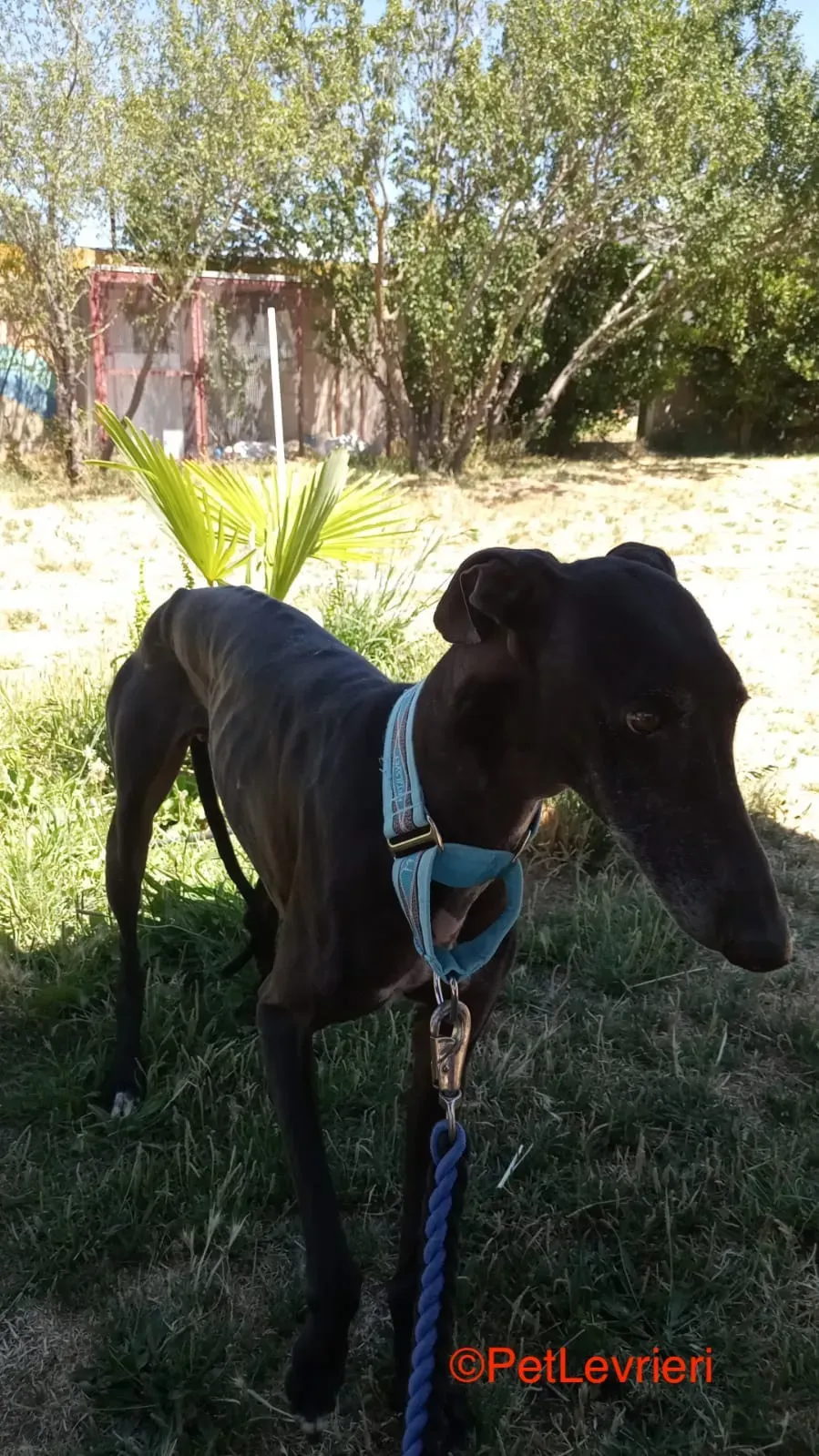 Garret adozione levrieri galgo 5