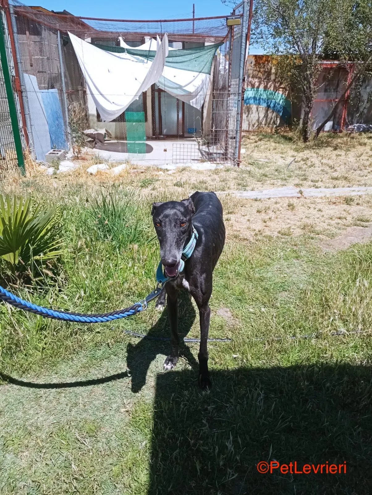 Garret adozione levrieri galgo 6jpg