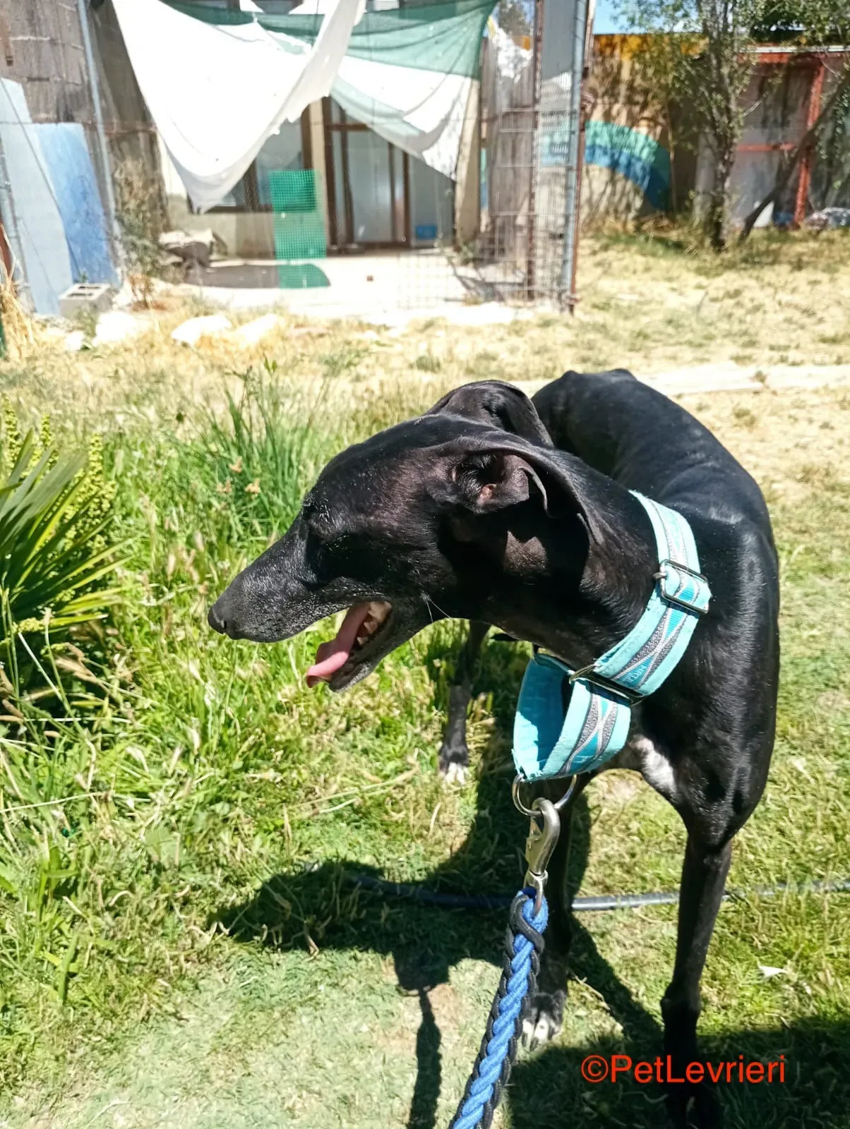 Garret adozione levrieri galgo 7 