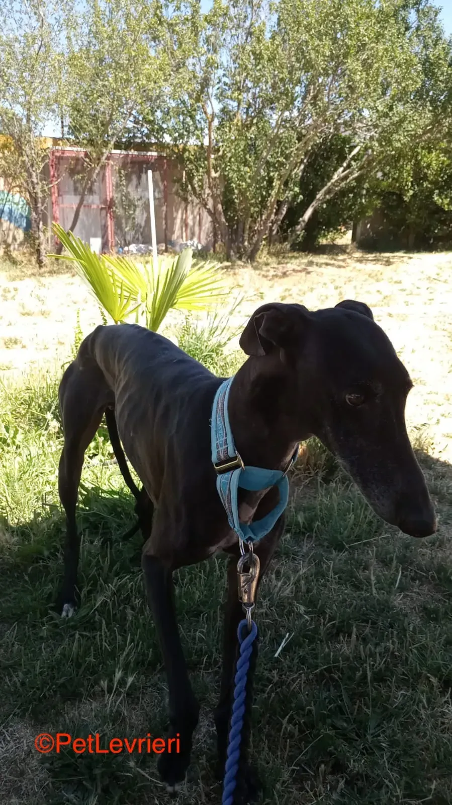 Garret adozione levrieri galgo 8