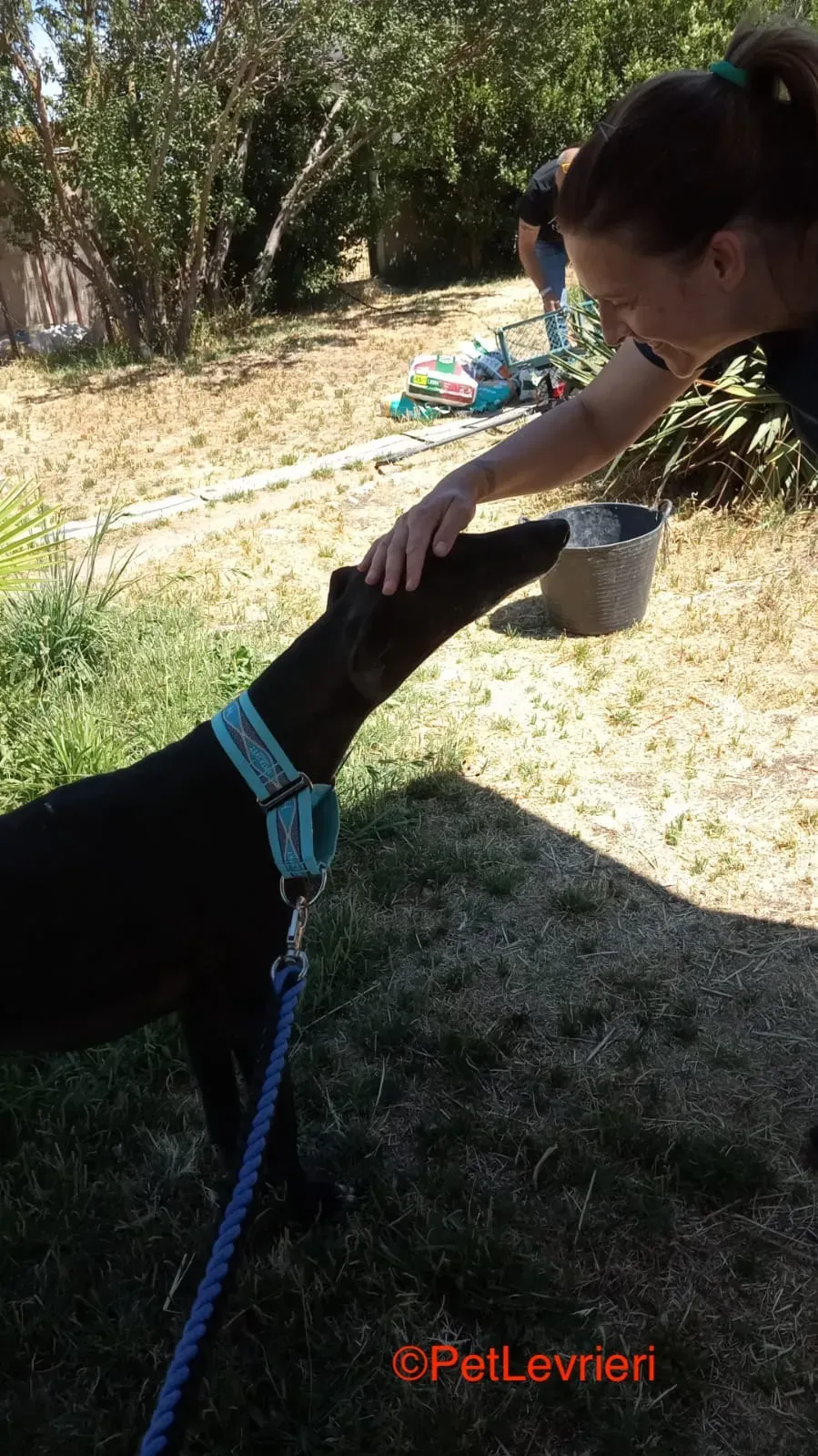 Garret adozione levrieri galgo 9