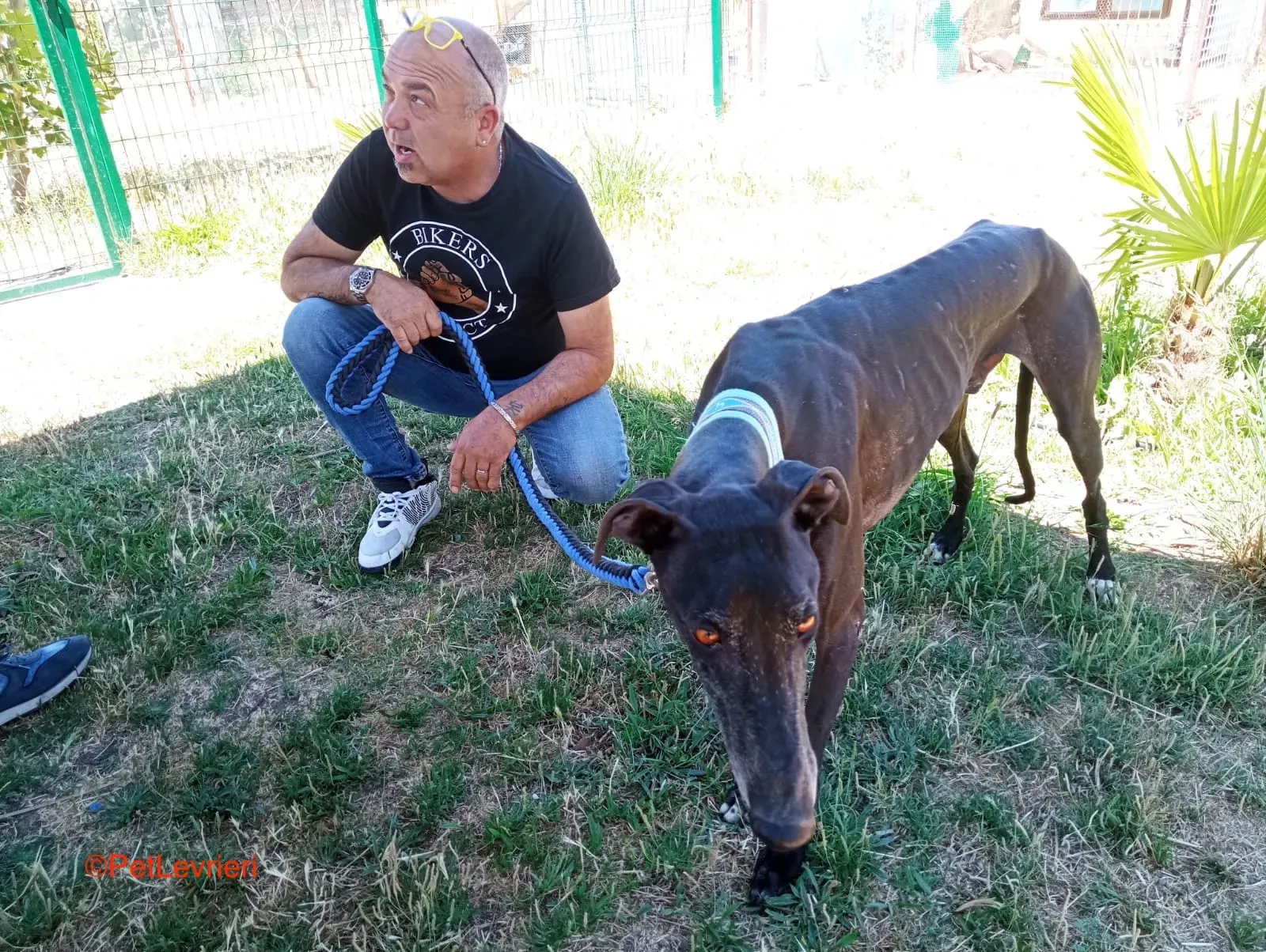 Garret adozione levrieri galgoa 11jpg