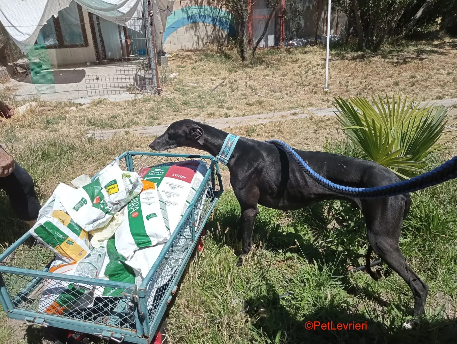 Garret adozione levrieri galgof3250721 ecf6 4fb9 83e4 f00afb44201f