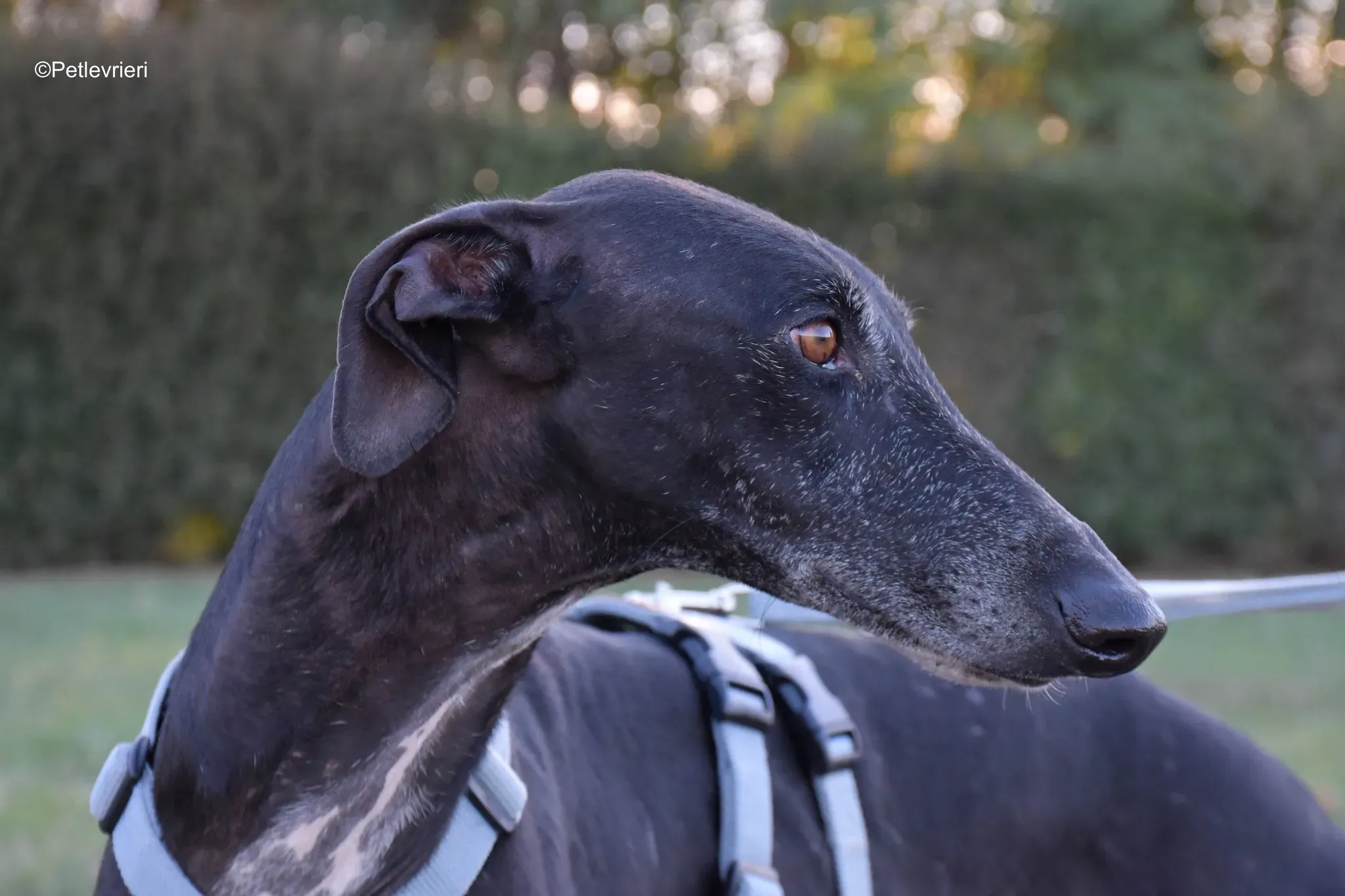 Garret Galgo black blackdog adozione levrieri foster cane arrivo 1