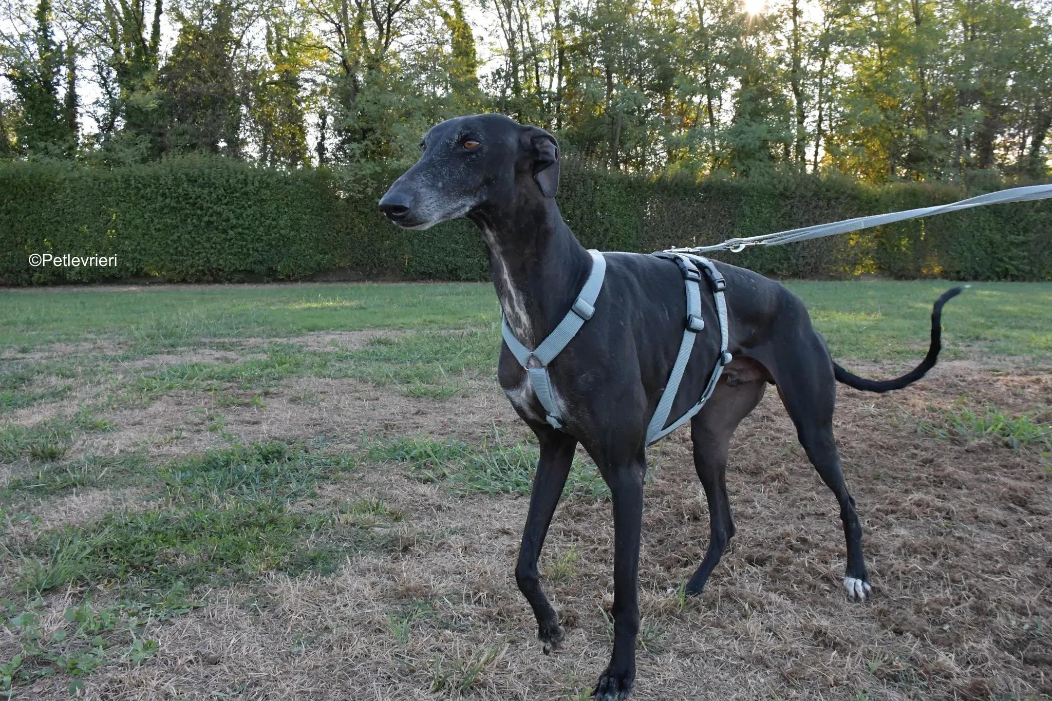 Garret Galgo black blackdog adozione levrieri foster cane arrivo 10