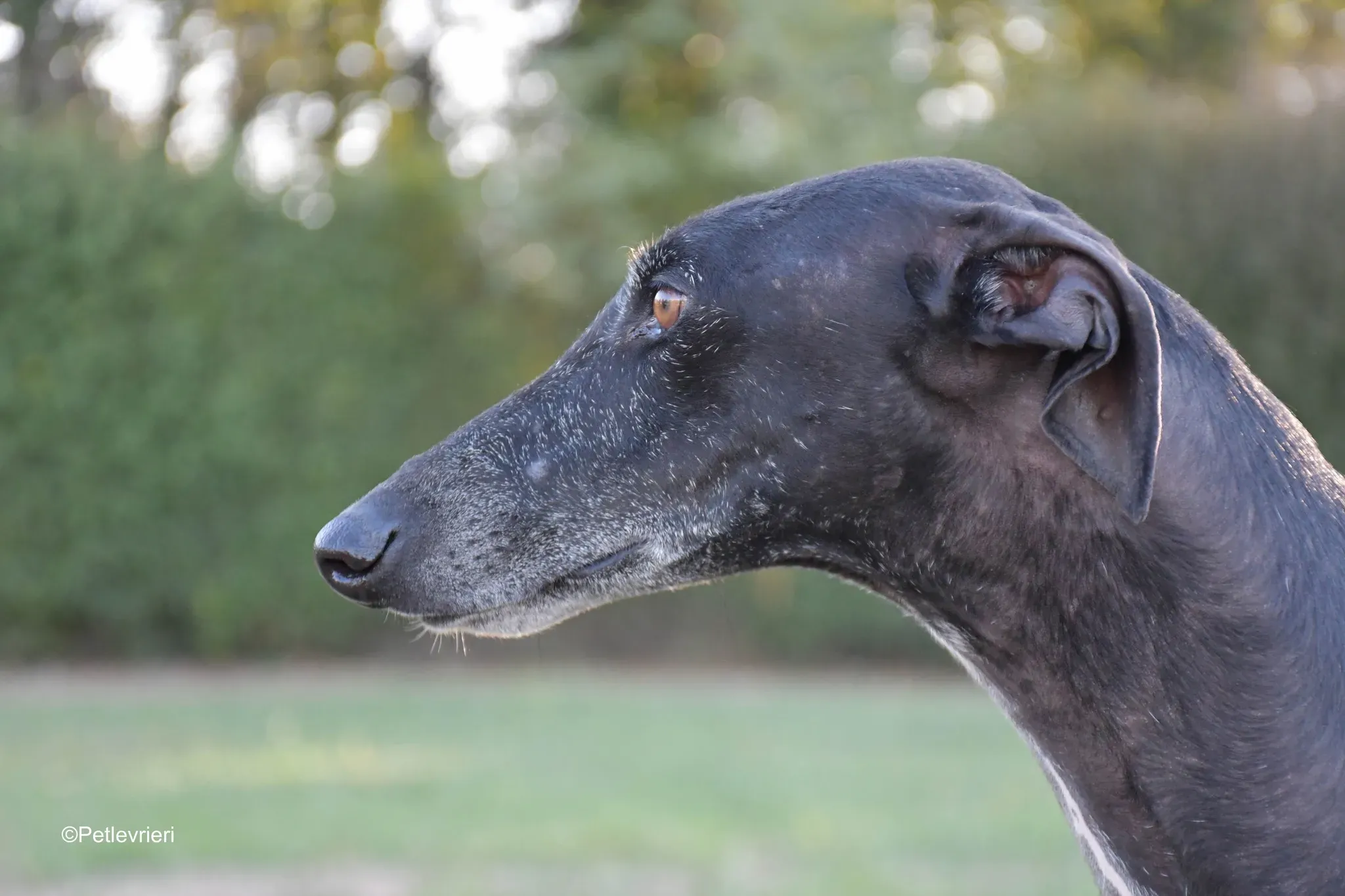 Garret Galgo black blackdog adozione levrieri foster cane arrivo 11