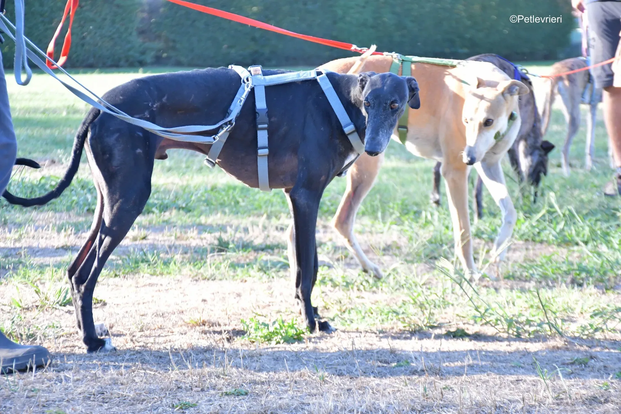 Garret Galgo black blackdog adozione levrieri foster cane arrivo 12