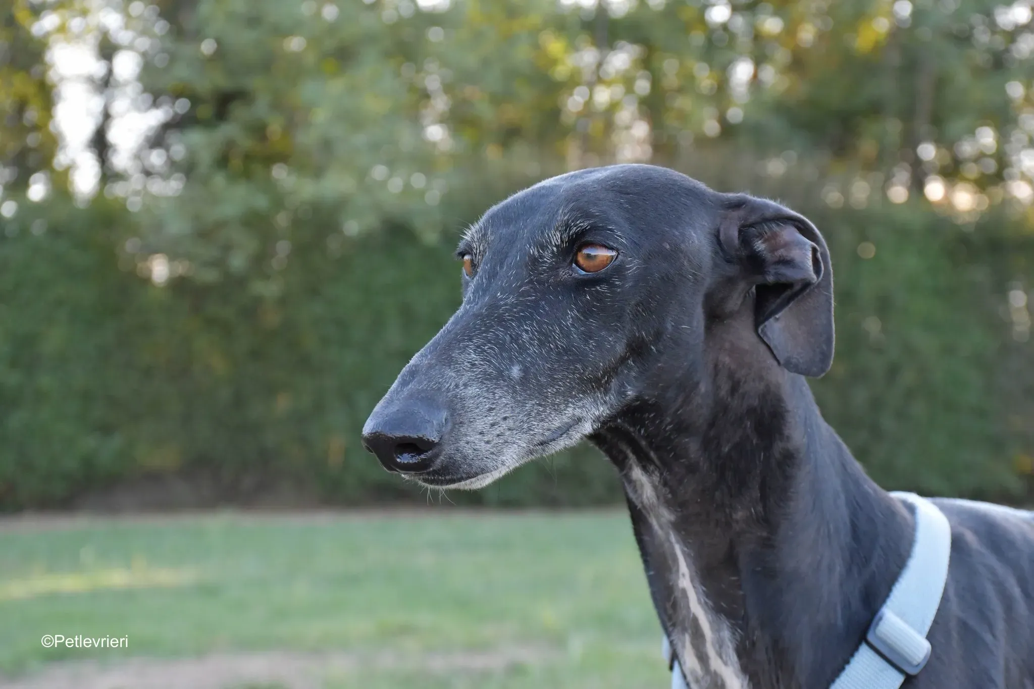 Garret Galgo black blackdog adozione levrieri foster cane arrivo 13