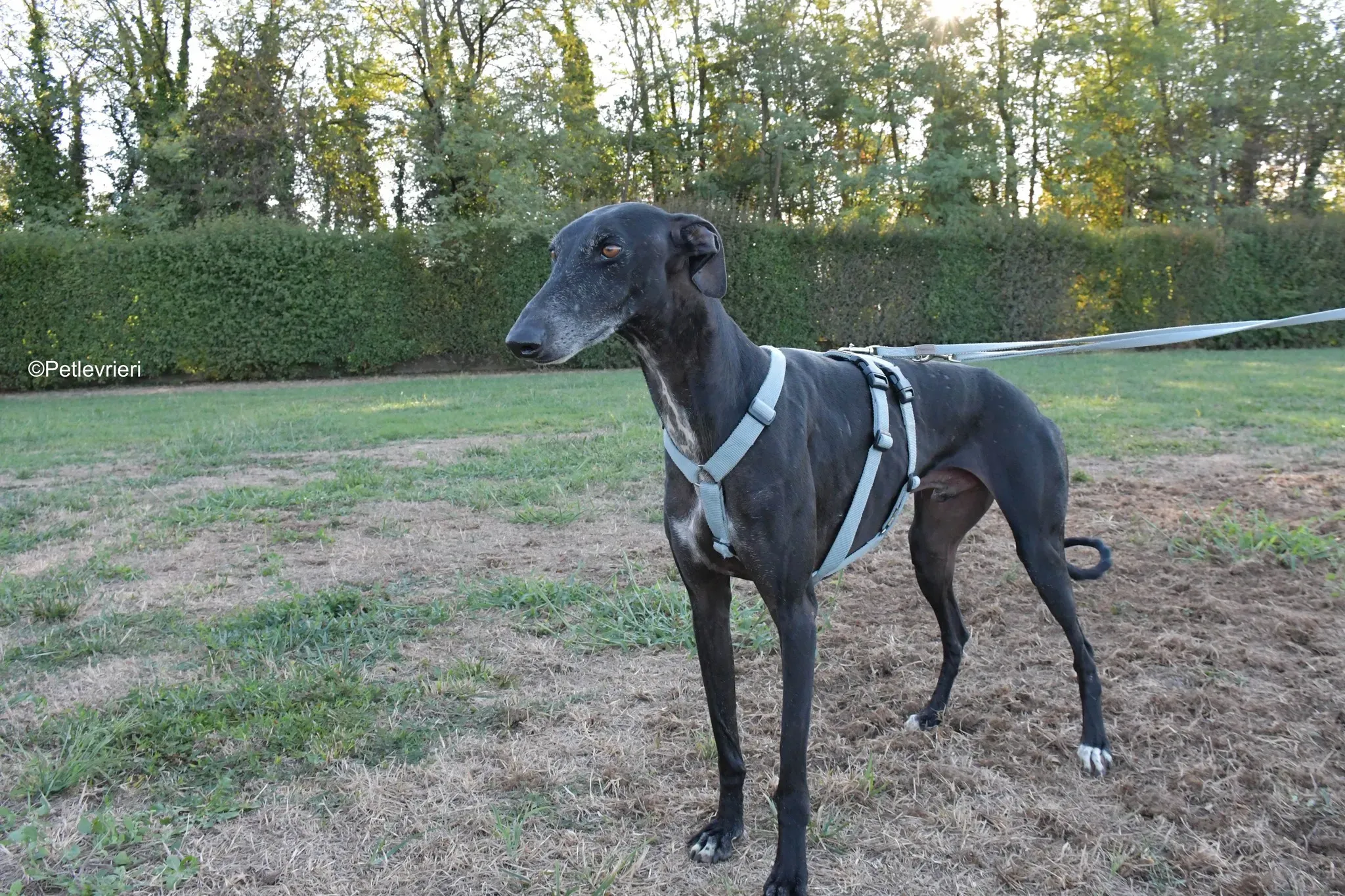 Garret Galgo black blackdog adozione levrieri foster cane arrivo 14