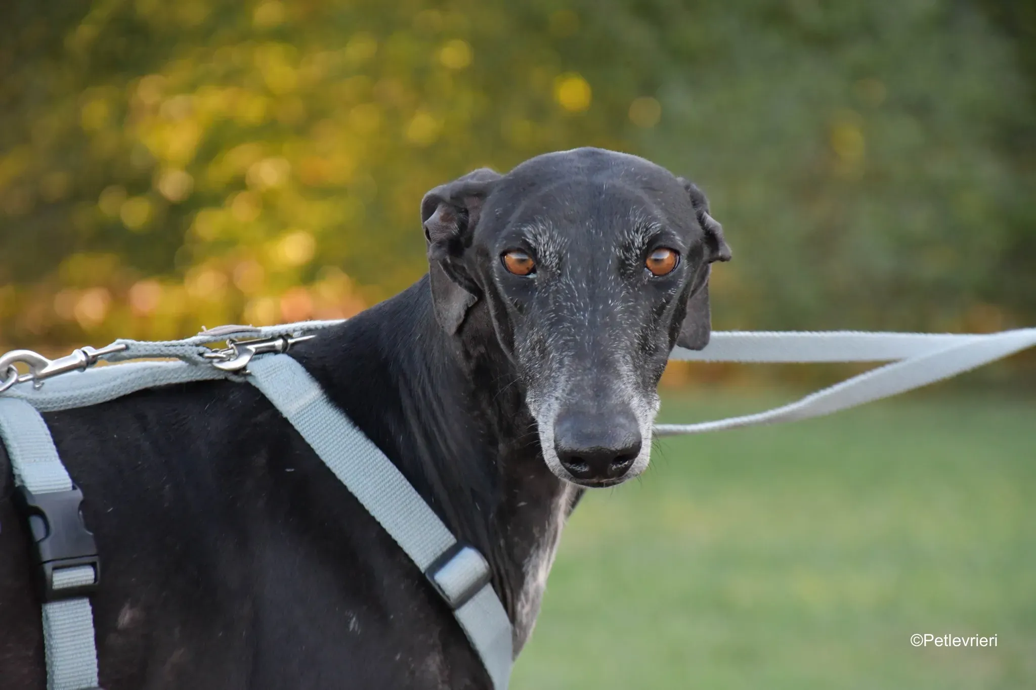 Garret Galgo black blackdog adozione levrieri foster cane arrivo 15