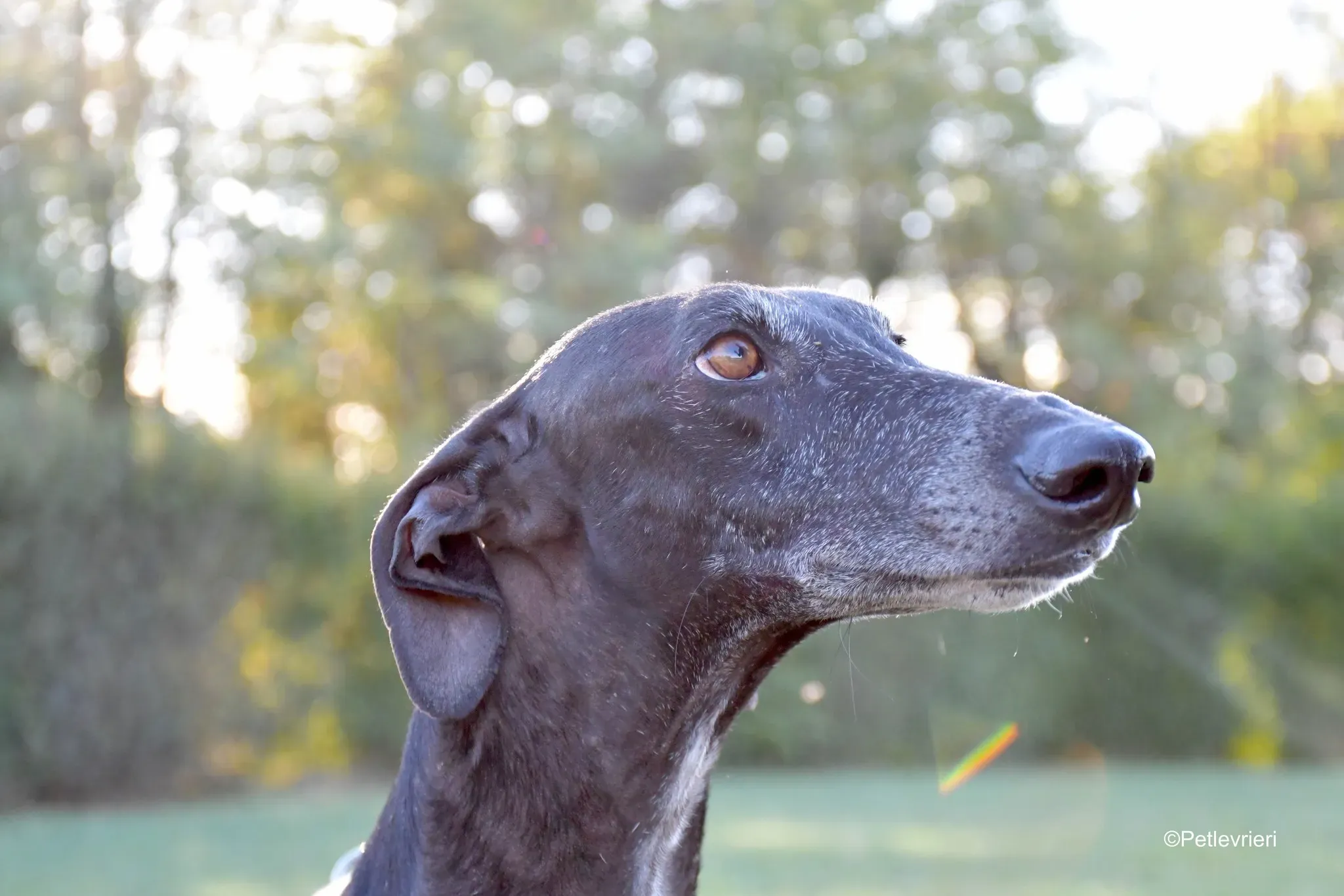 Garret Galgo black blackdog adozione levrieri foster cane arrivo 16