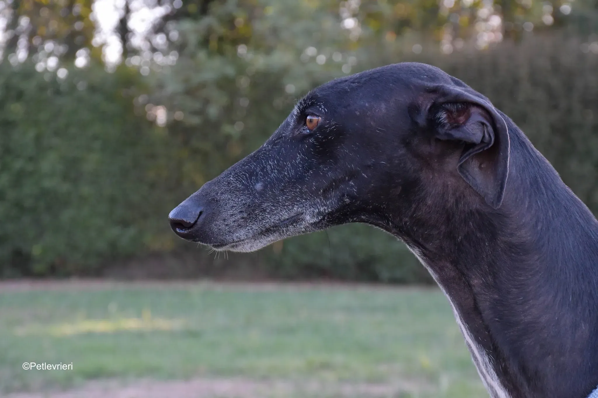 Garret Galgo black blackdog adozione levrieri foster cane arrivo 2