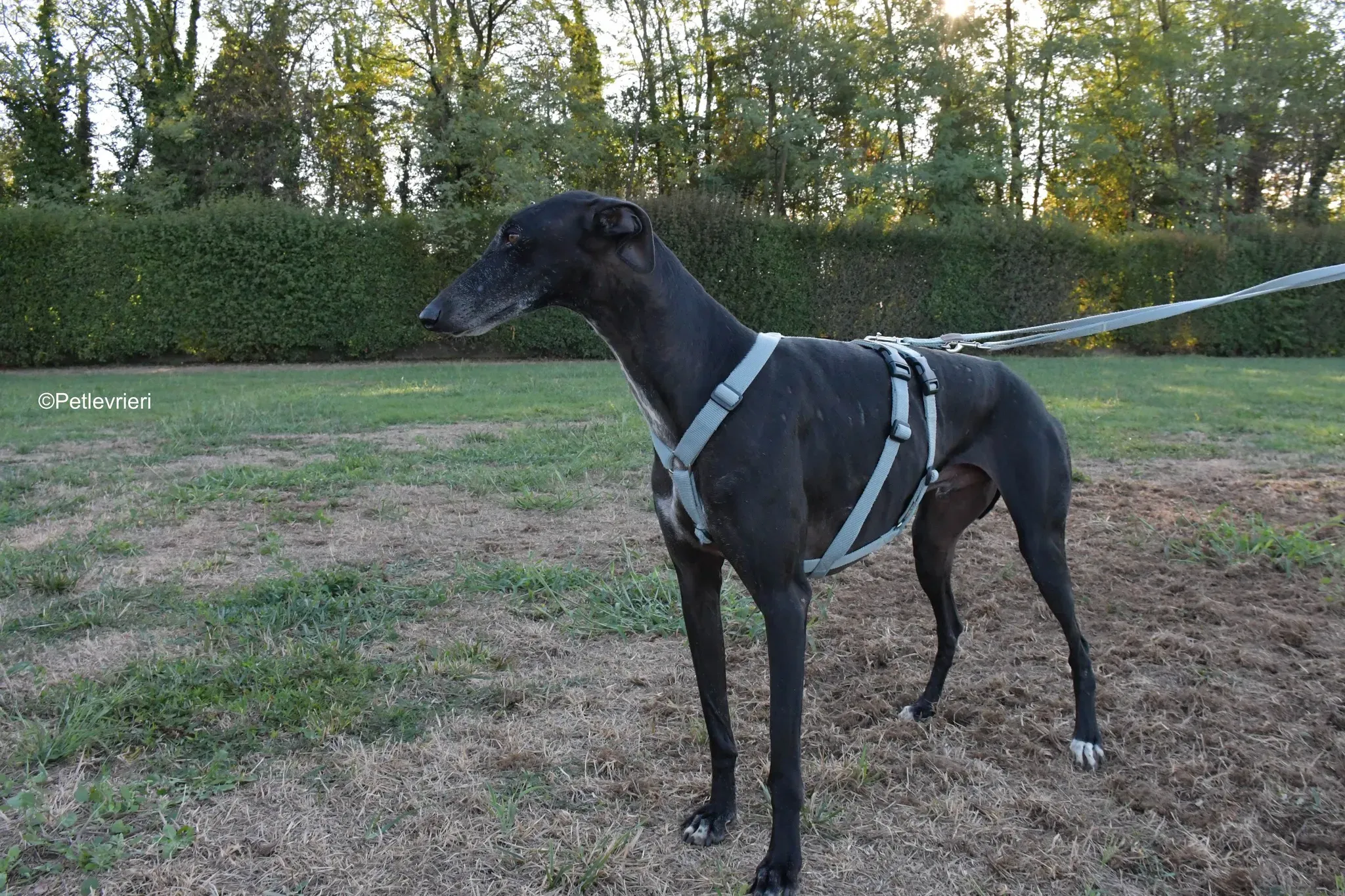 Garret Galgo black blackdog adozione levrieri foster cane arrivo 3