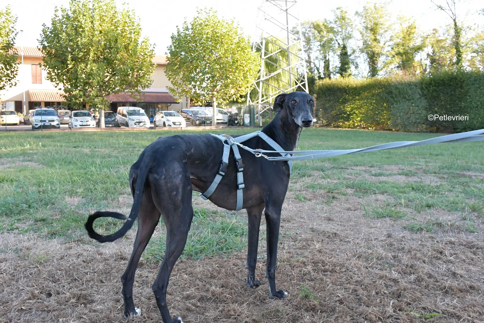 Garret Galgo black blackdog adozione levrieri foster cane arrivo 4