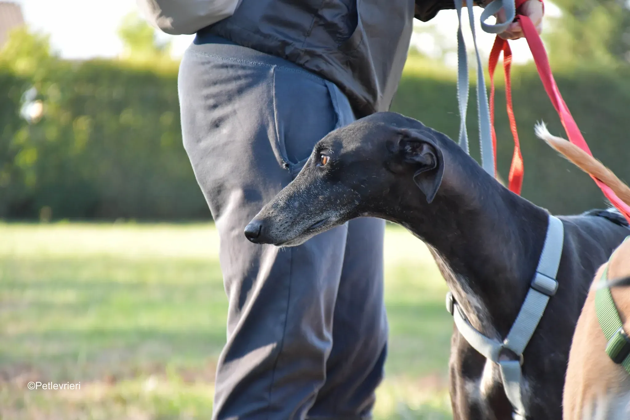 Garret Galgo black blackdog adozione levrieri foster cane arrivo 5