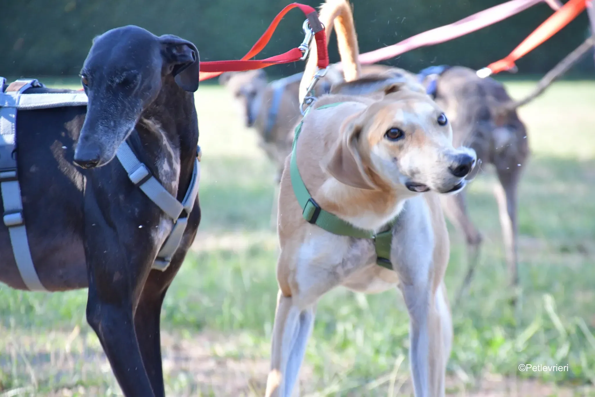 Garret Galgo black blackdog adozione levrieri foster cane arrivo 6