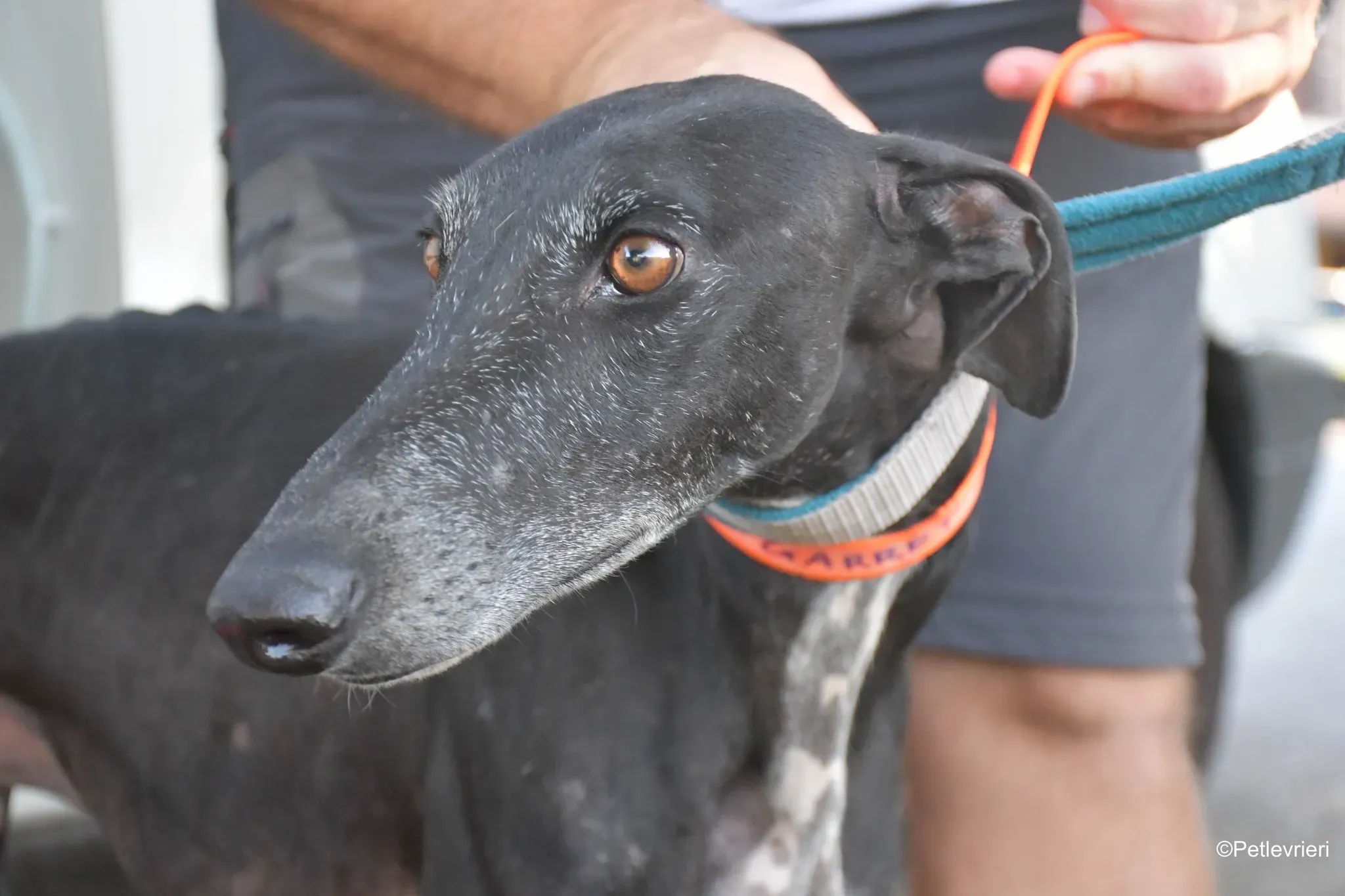 Garret Galgo black blackdog adozione levrieri foster cane arrivo 8