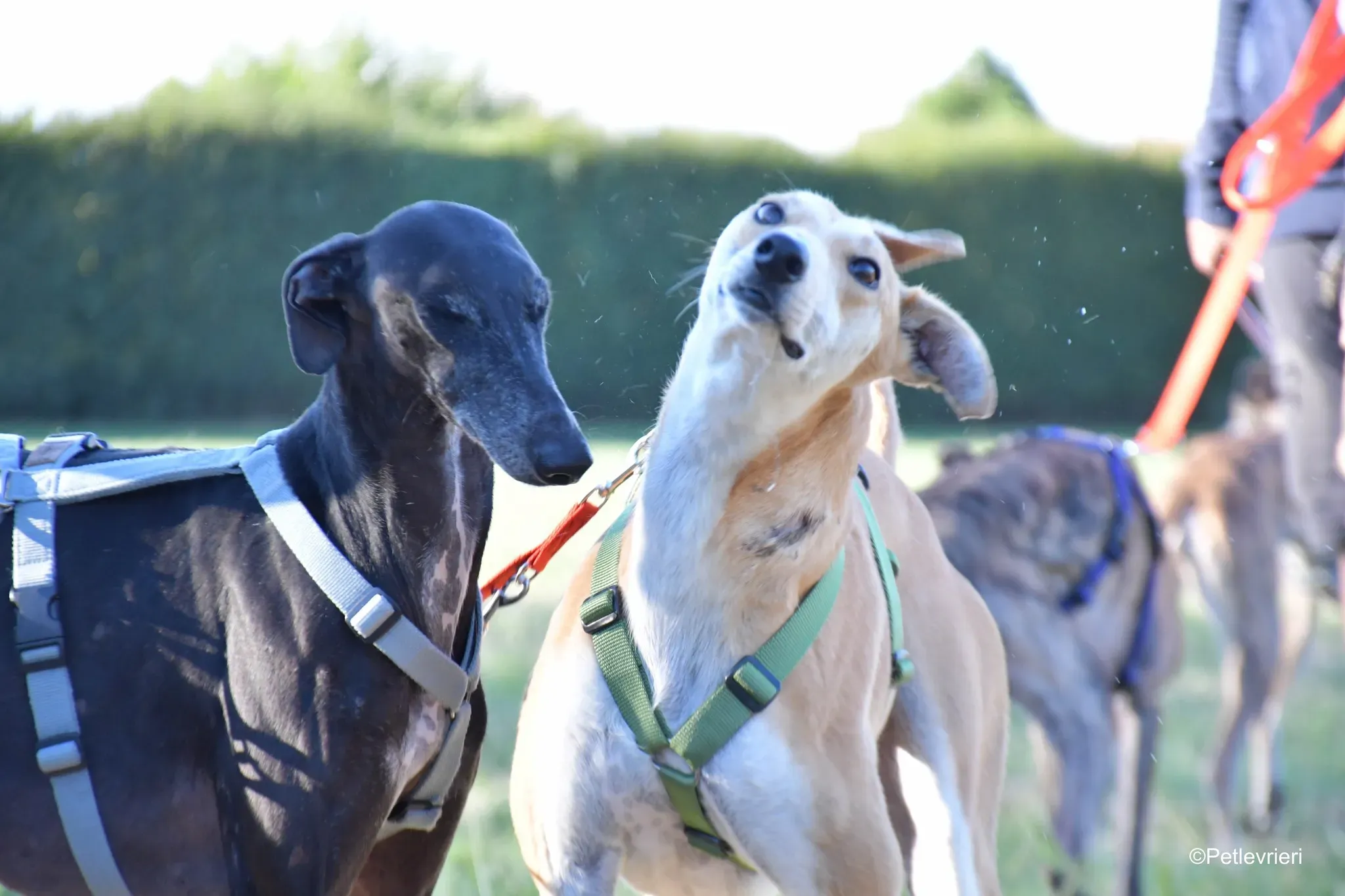 Garret Galgo black blackdog adozione levrieri foster cane arrivo 9
