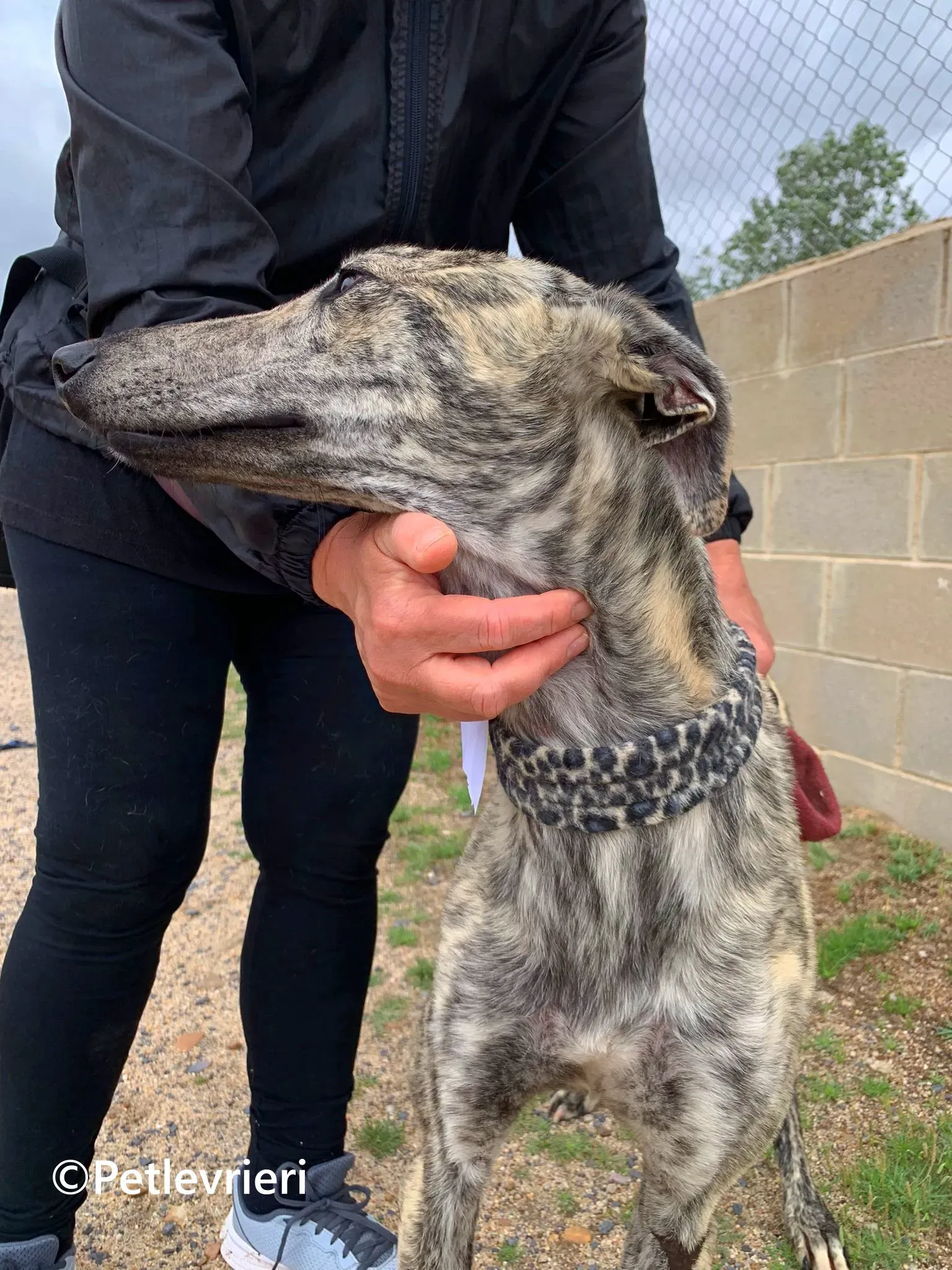 Gaspar galgo adozione pet levrieri onlus 1 1