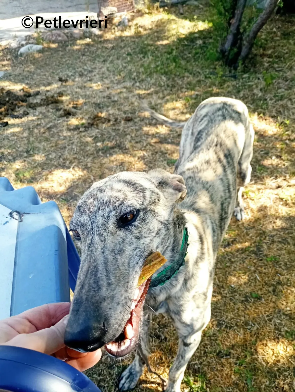 Gaspar galgo adozione pet levrieri onlus 10