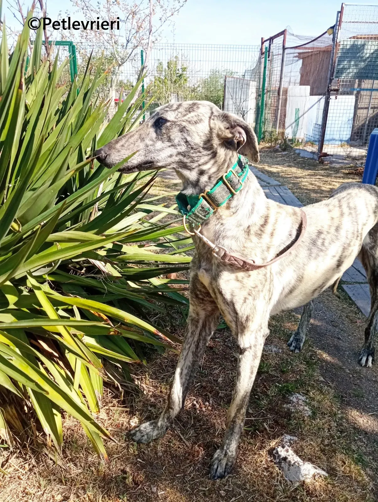 Gaspar galgo adozione pet levrieri onlus 11