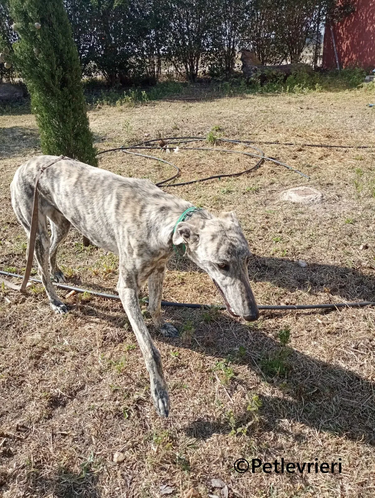 Gaspar galgo adozione pet levrieri onlus 12
