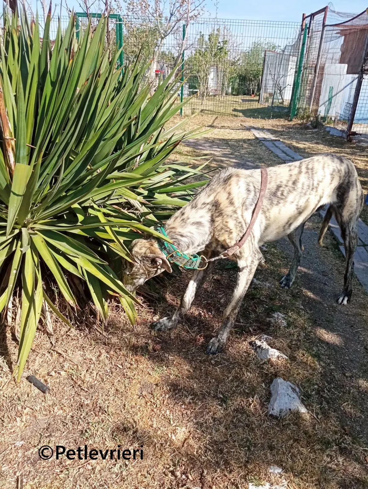 Gaspar galgo adozione pet levrieri onlus 13