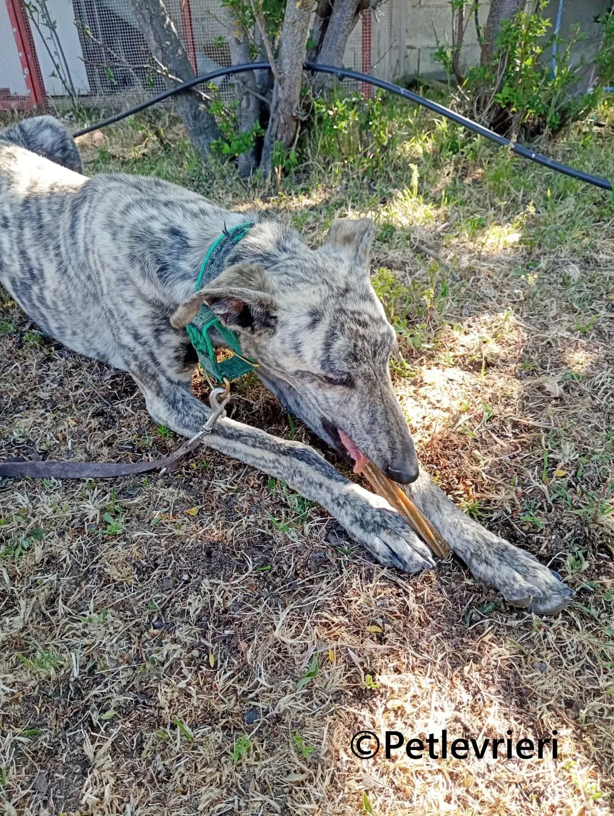 Gaspar galgo adozione pet levrieri onlus 14