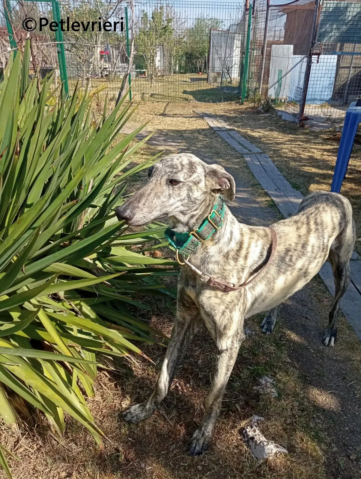 Gaspar galgo adozione pet levrieri onlus 15 1