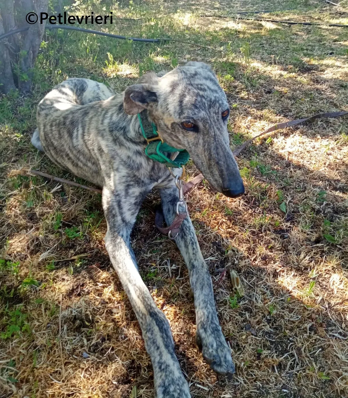 Gaspar galgo adozione pet levrieri onlus 16