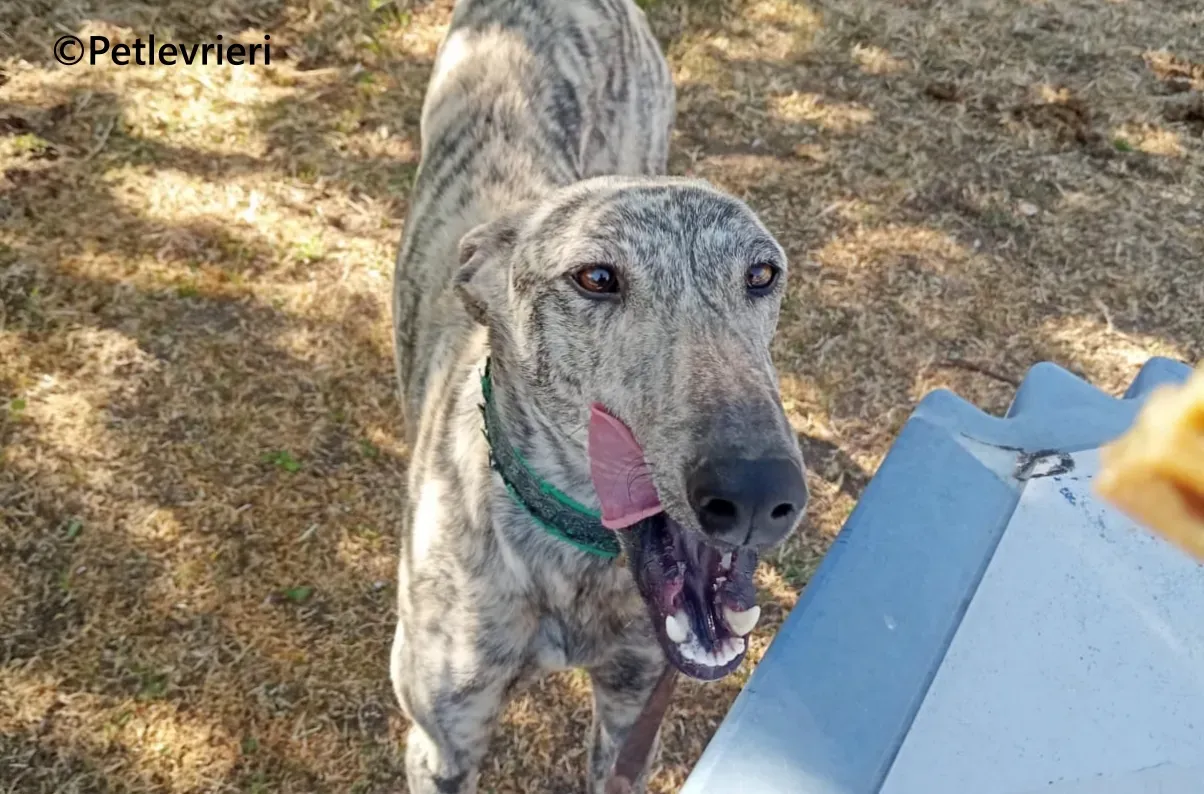 Gaspar galgo adozione pet levrieri onlus 17