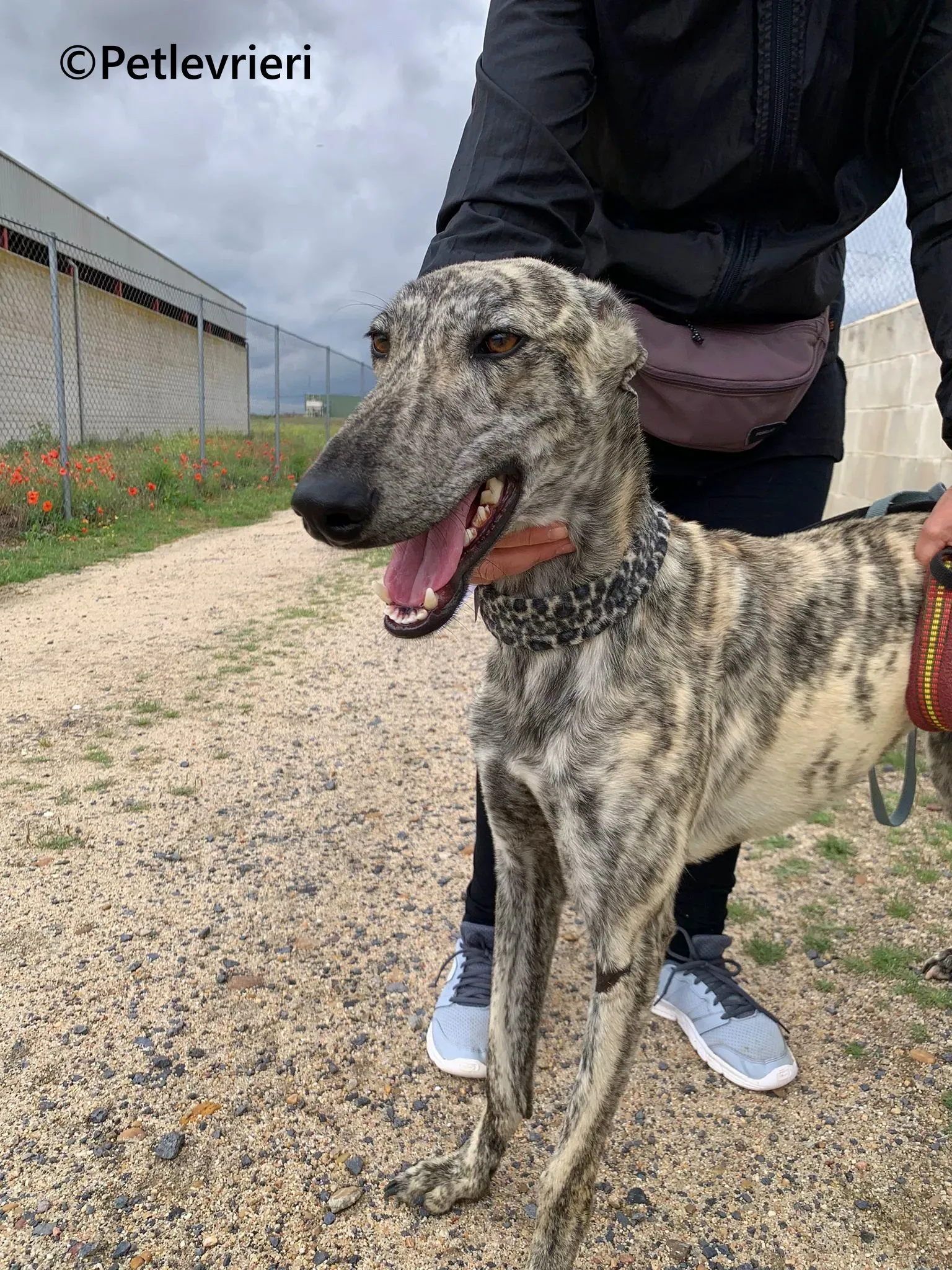 Gaspar galgo adozione pet levrieri onlus 2 1