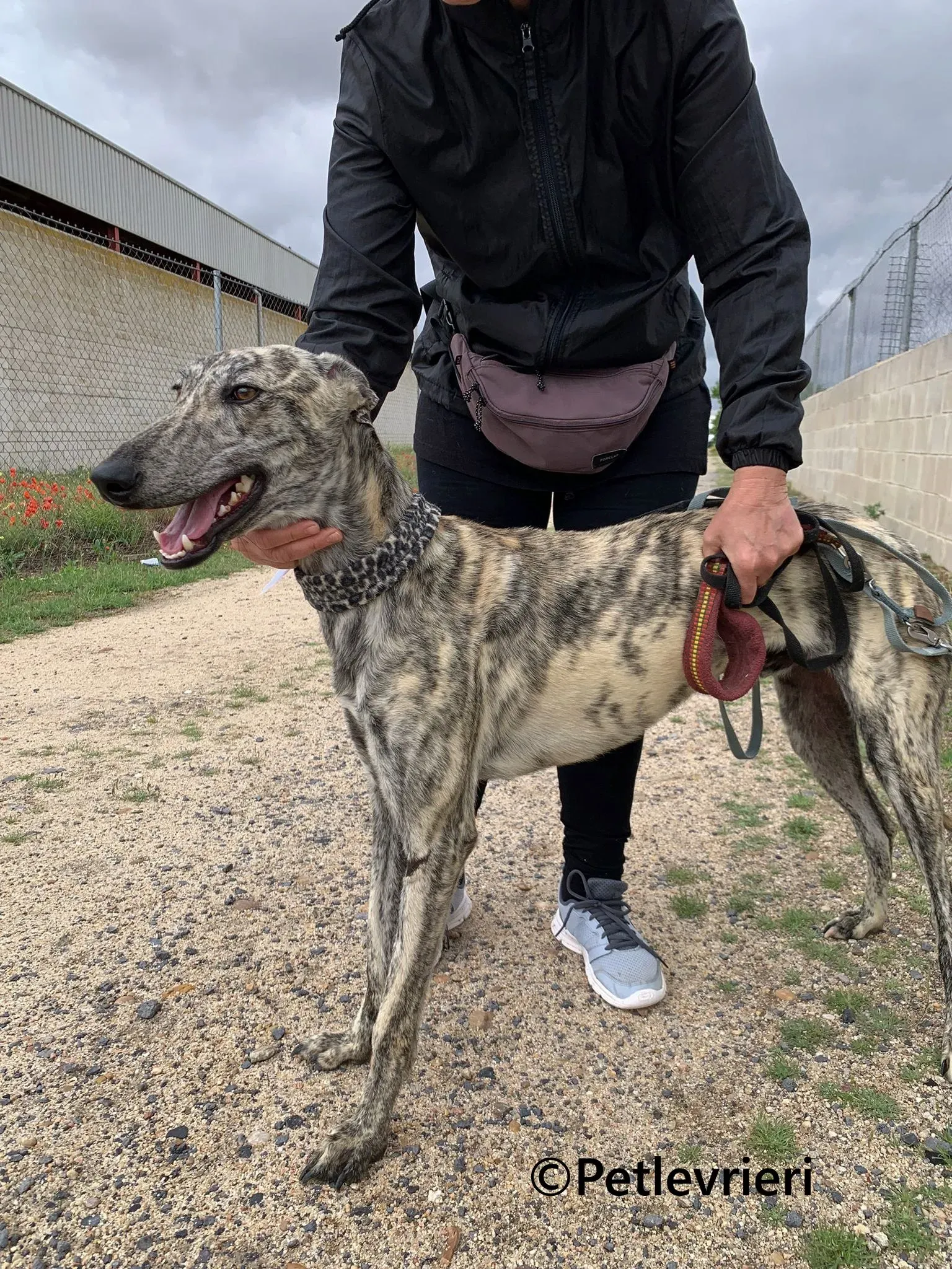 Gaspar galgo adozione pet levrieri onlus 3 1