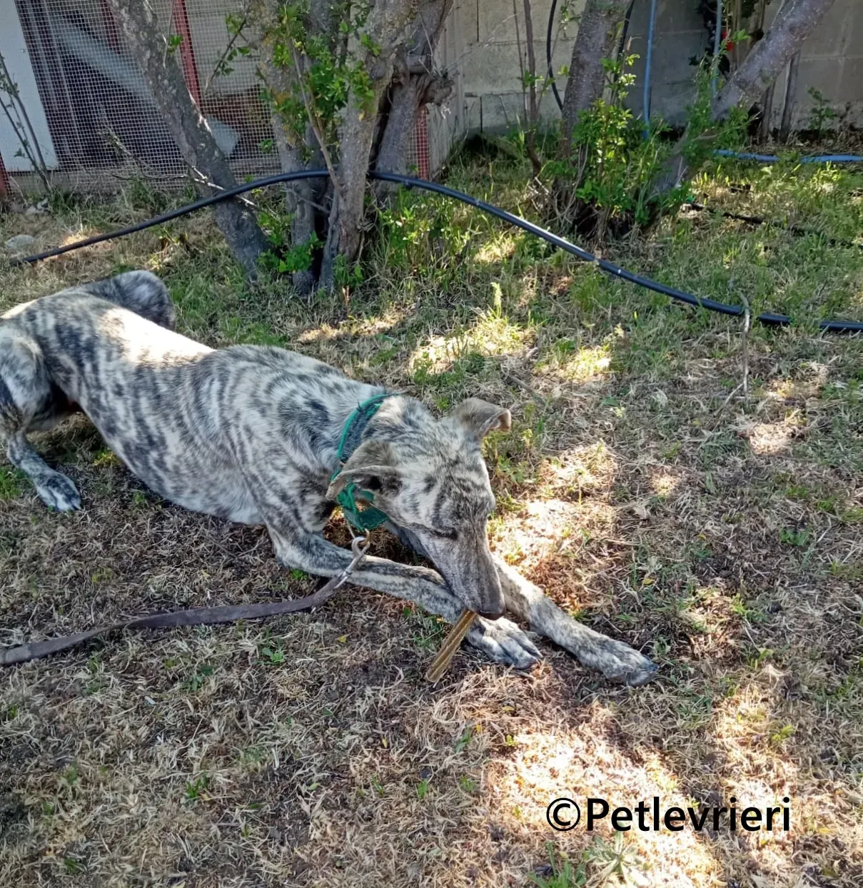 Gaspar galgo adozione pet levrieri onlus 7
