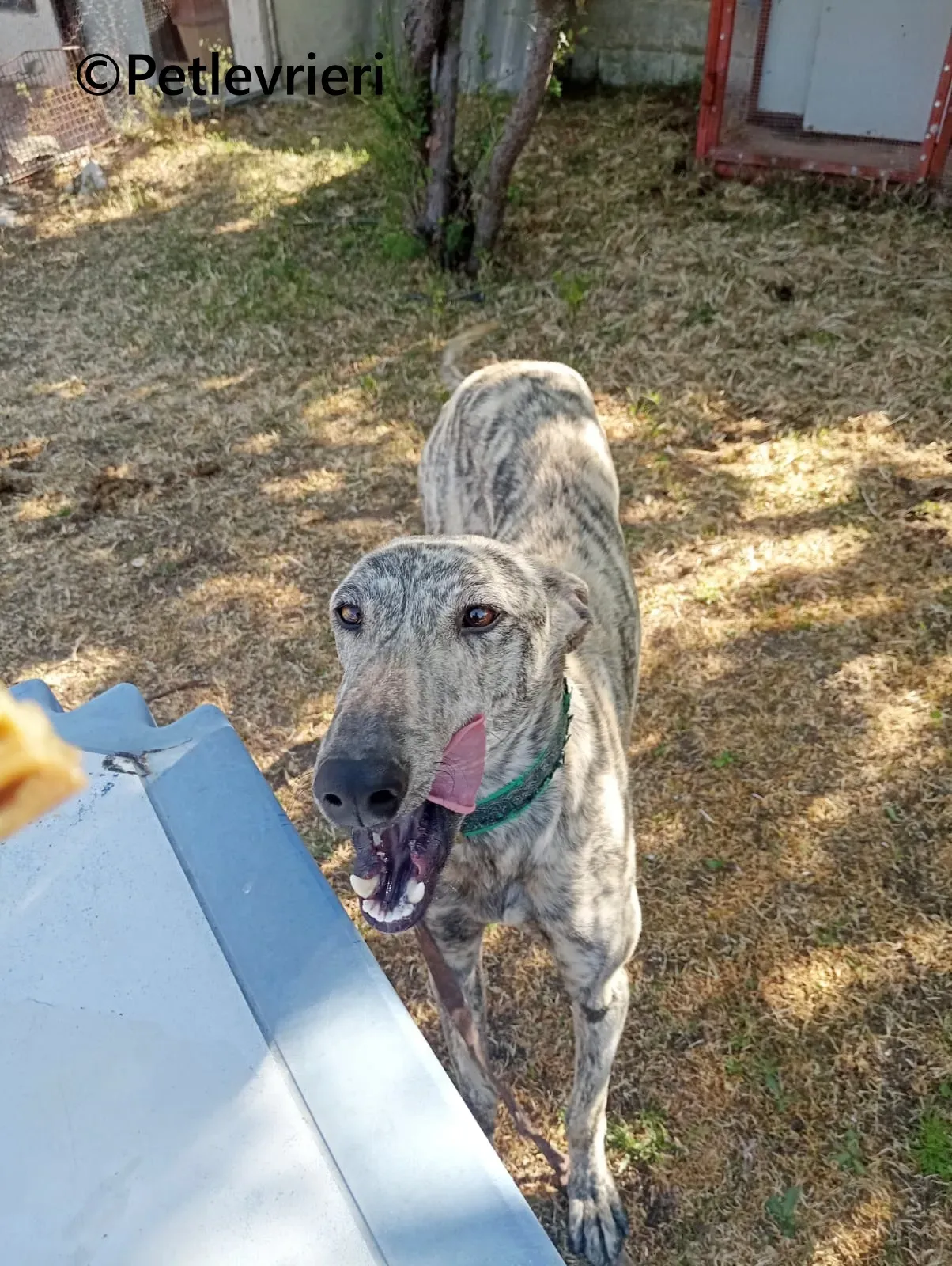 Gaspar galgo adozione pet levrieri onlus 8