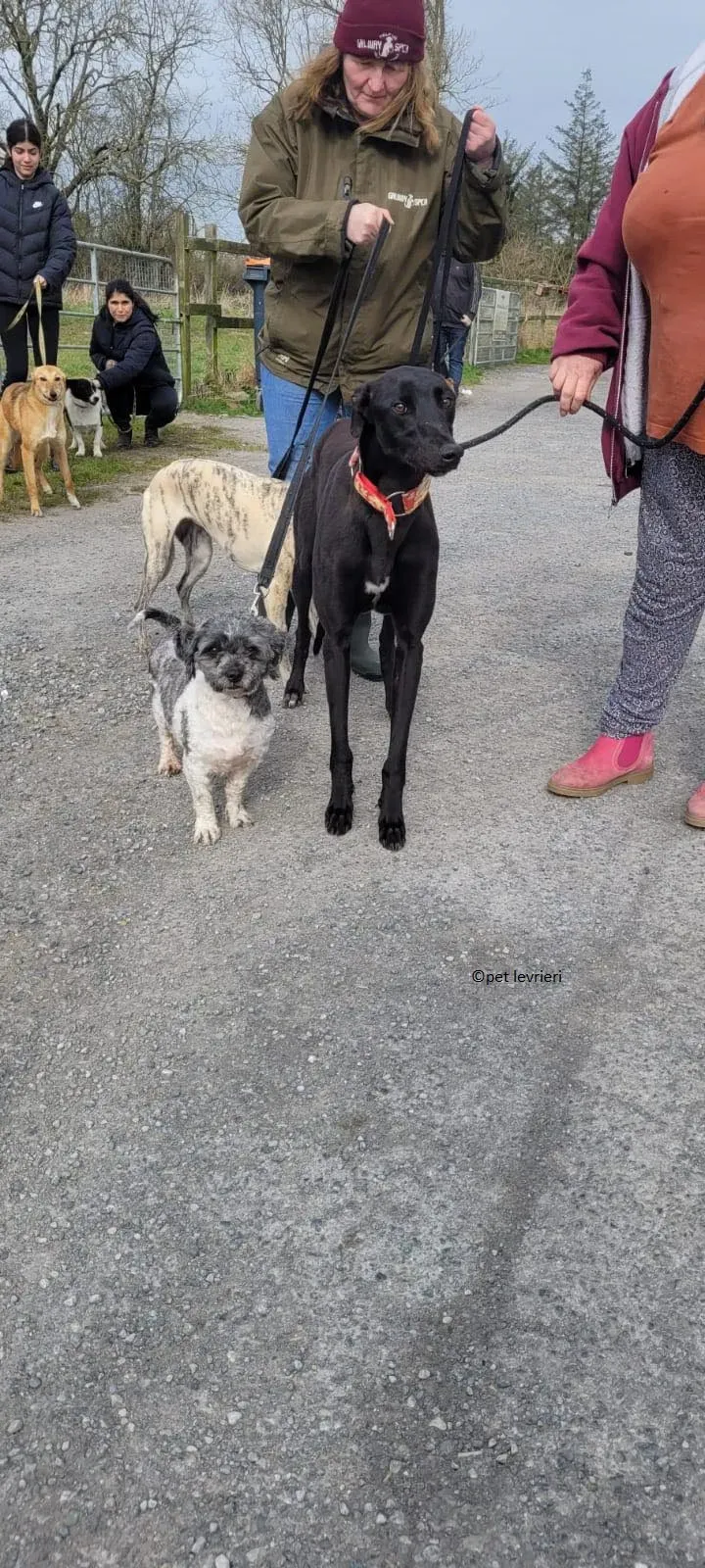 Gazela adozione levriero greyhound1