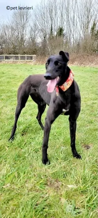 Gazela adozione levriero greyhound10