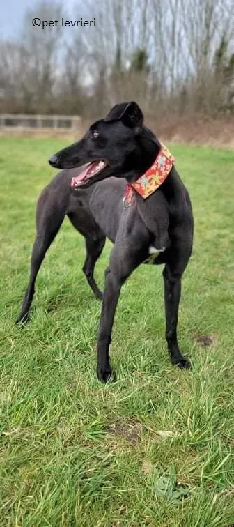 Gazela adozione levriero greyhound11