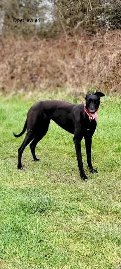 Gazela adozione levriero greyhound12