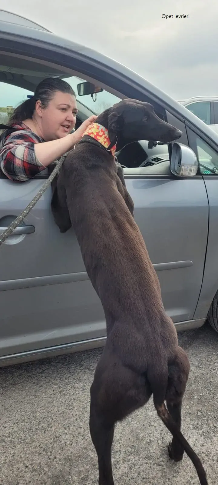 Gazela adozione levriero greyhound2