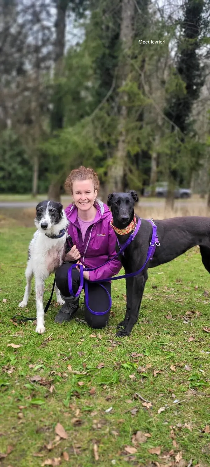 Gazela adozione levriero greyhound3