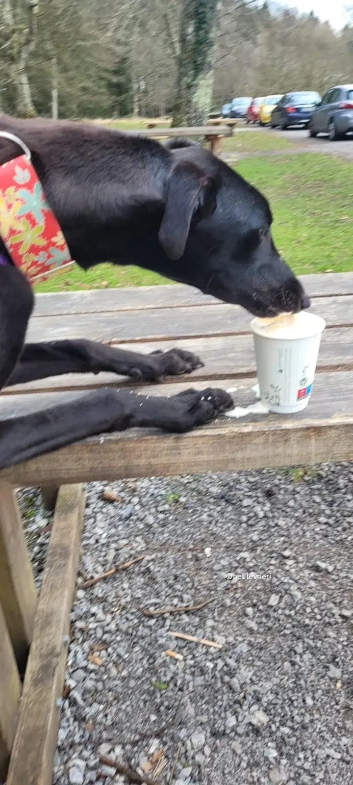 Gazela adozione levriero greyhound4