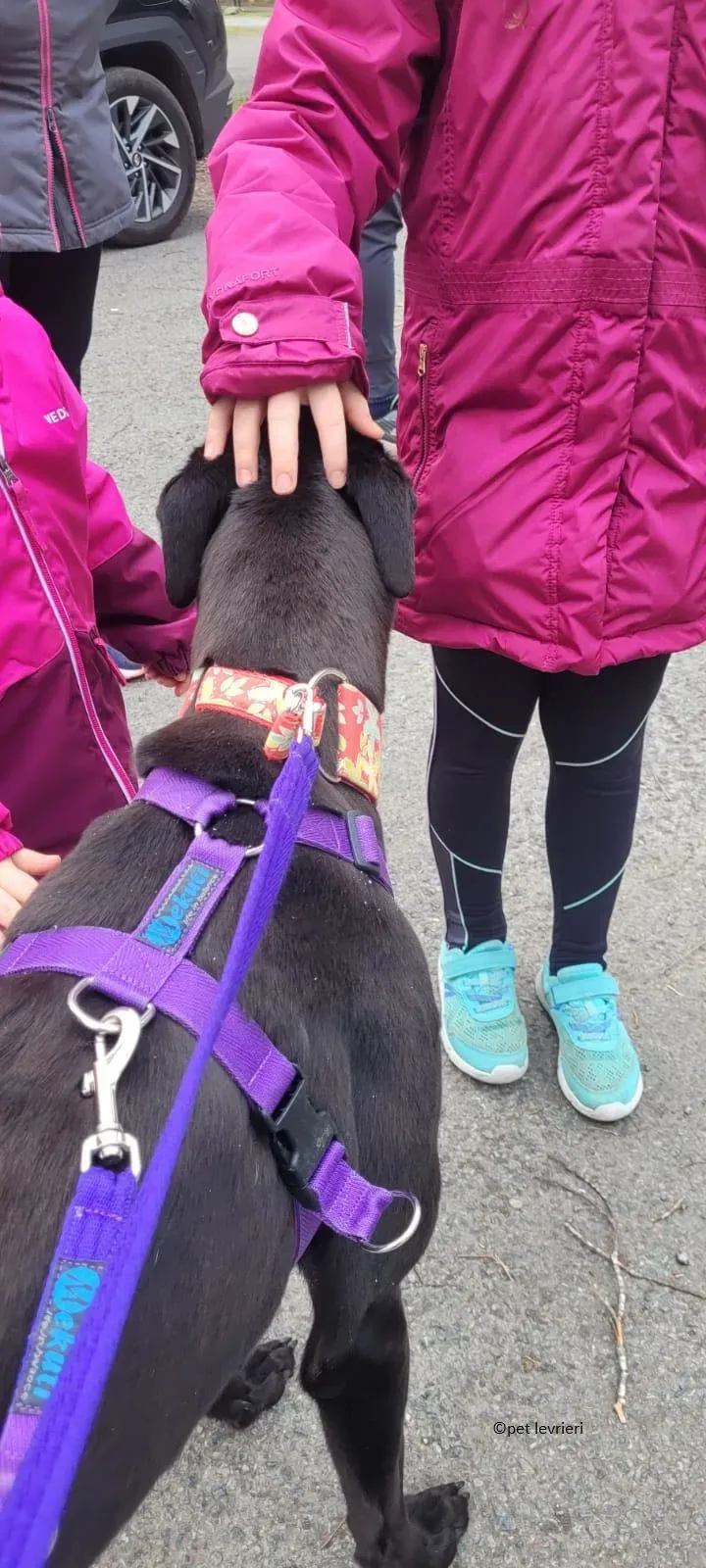 Gazela adozione levriero greyhound5