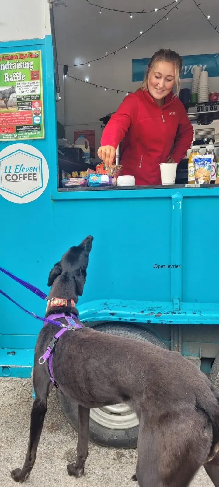 Gazela adozione levriero greyhound6