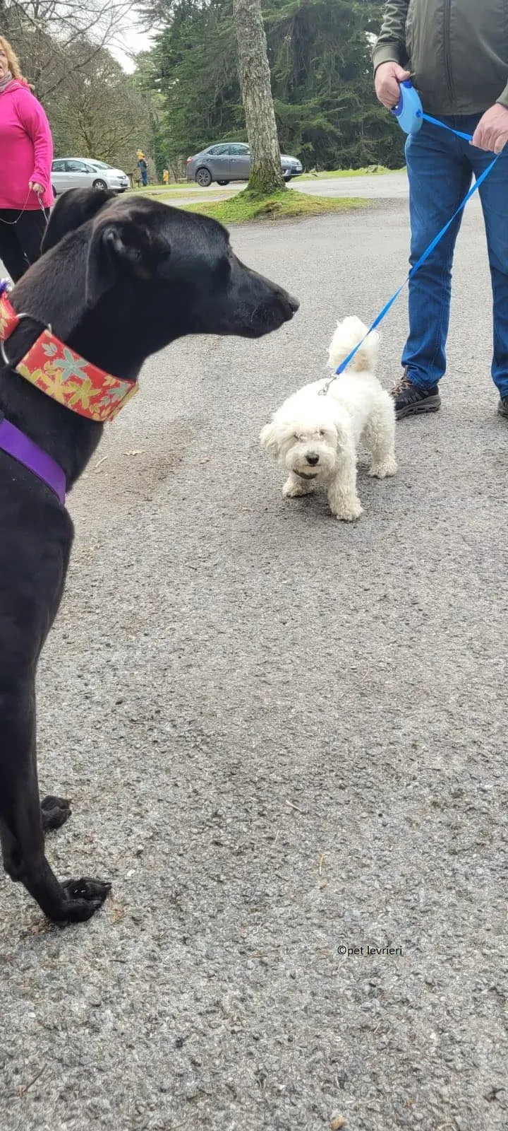 Gazela adozione levriero greyhound7