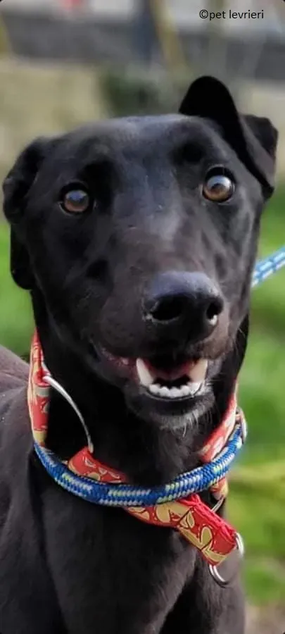 Gazela adozione levriero greyhound8