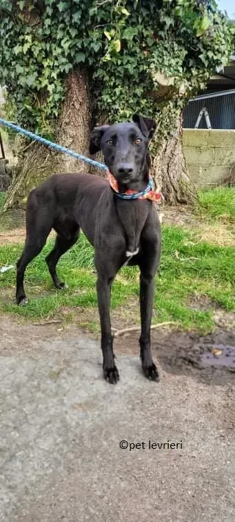Gazela adozione levriero greyhound9
