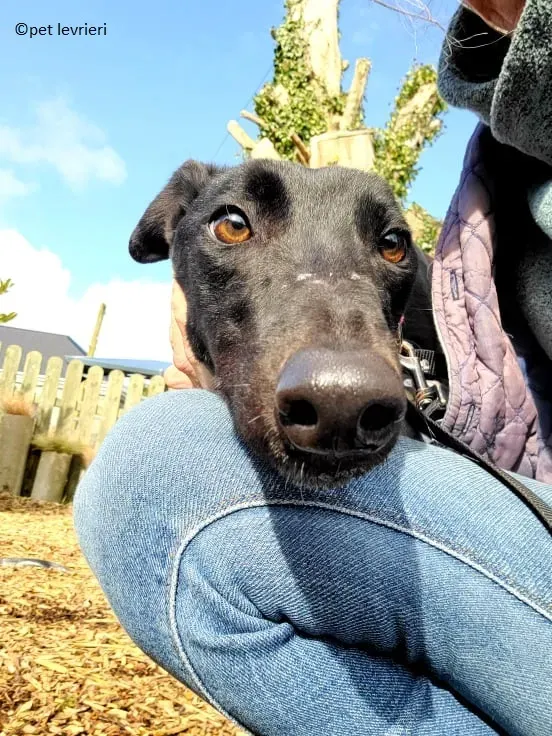 Gazella adozione levriero greyhound1